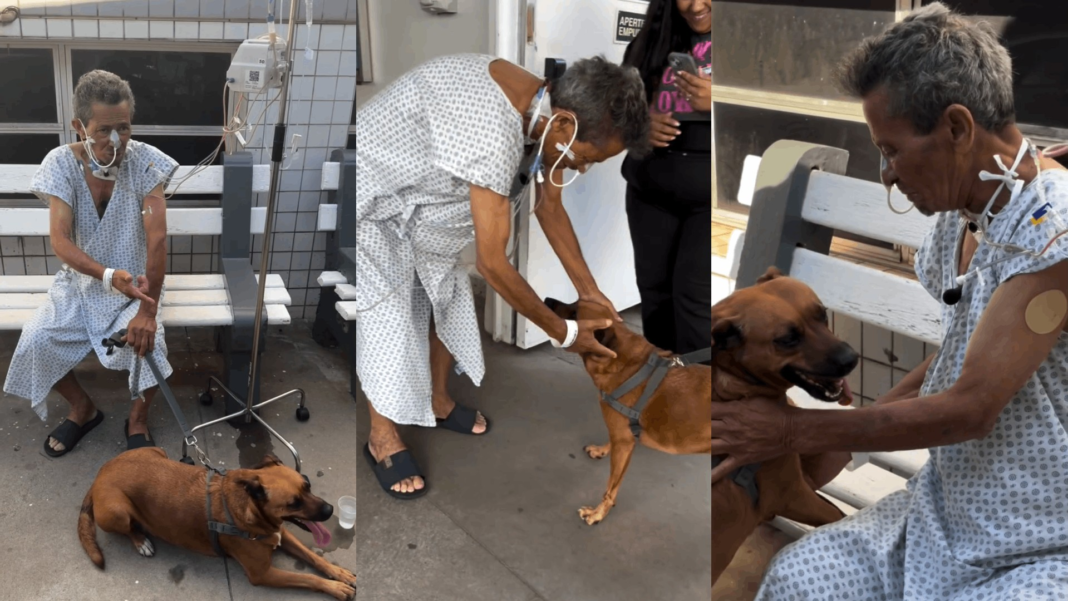 VÍDEO: idoso internado no interior de SP recebe visita surpresa de cadela de estimação: ‘Satisfação muito grande’