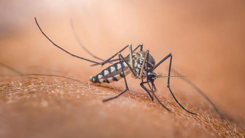Dia Mundial do Mosquito: a descoberta que mudou o combate à malária