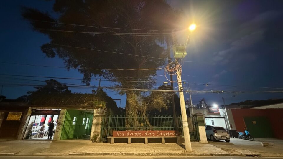Figueira das Lágrimas, a árvore mais antiga de SP, revela caminho imperial usado por Dom Pedro I