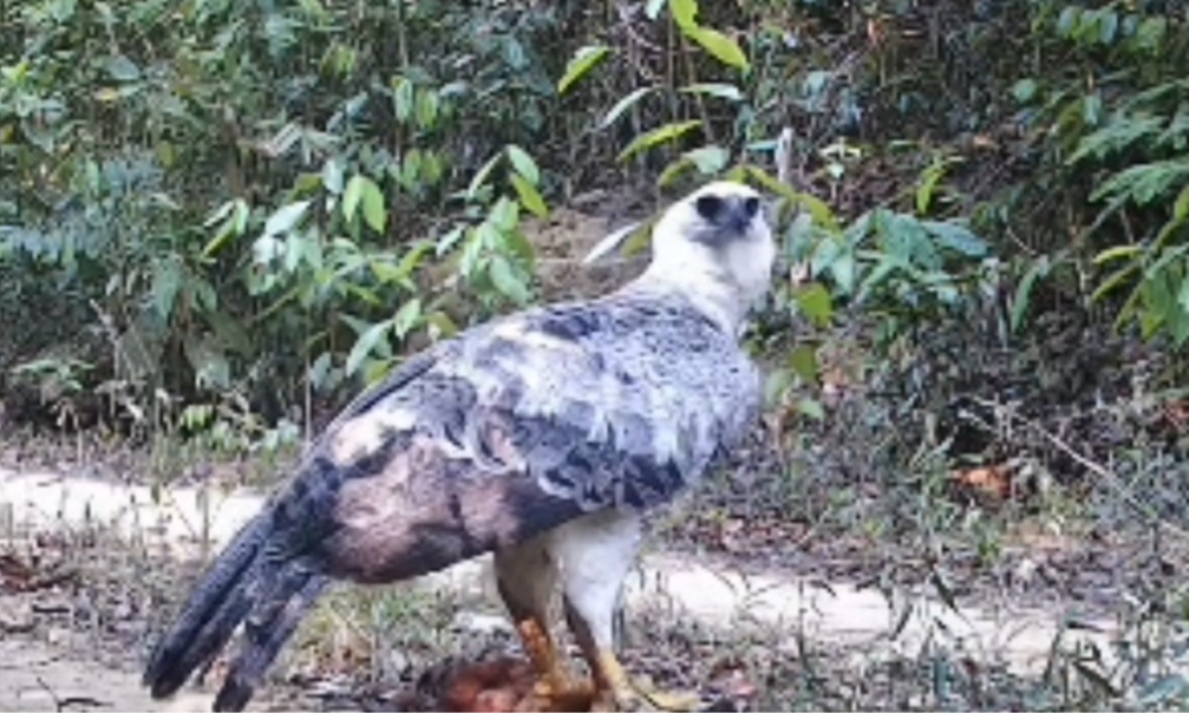 Harpia é flagrada predando macaco-guariba; “não consegui entender o que que era”, diz biólogo
