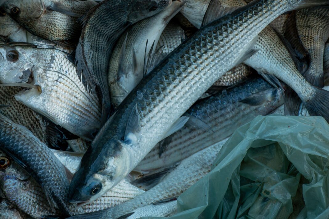Impressão digital química em peixes permite rastrear origem, aponta pesquisa da Embrapa