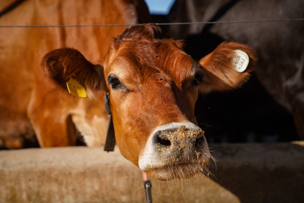 Entenda o período de descanso de 60 dias para vacas leiteiras e sua importância para a produção