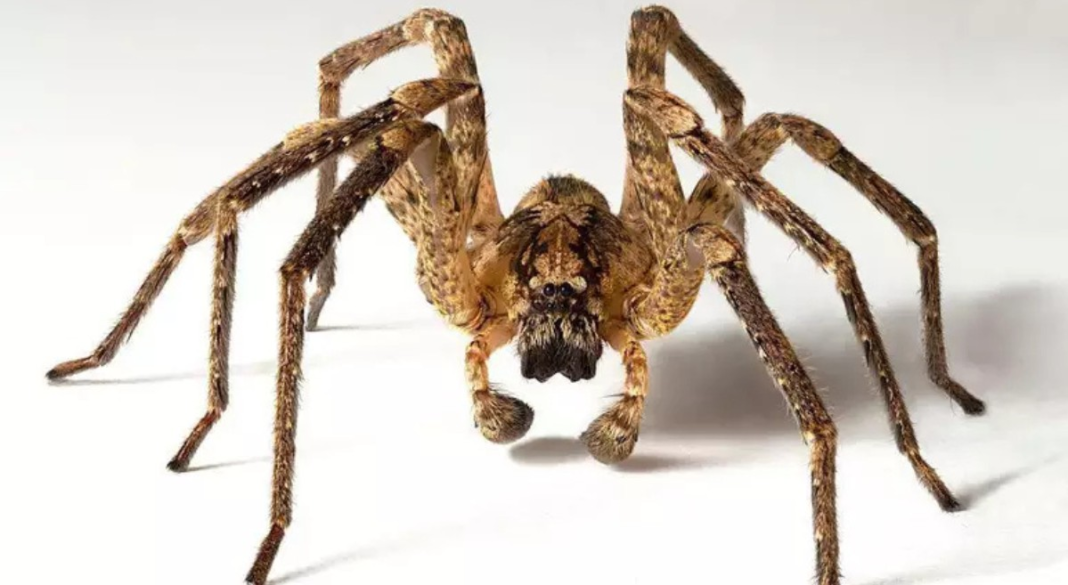 Fobias: Entenda por que o medo de aranhas e cobras pode ser irracional, mas comum