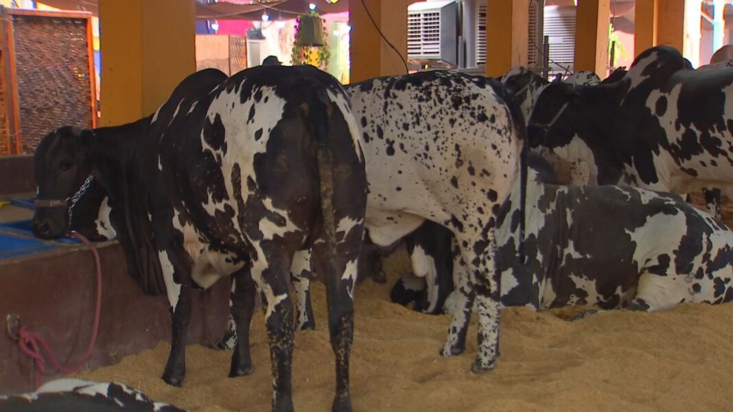 Expo Rio Preto registra 50 mil visitantes na primeira semana e destaca pecuária paulista