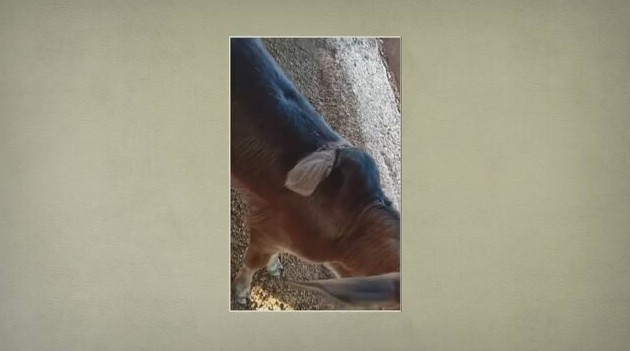 Bezerro nasce com três orelhas em fazenda de Minas Gerais; anomalia é rara