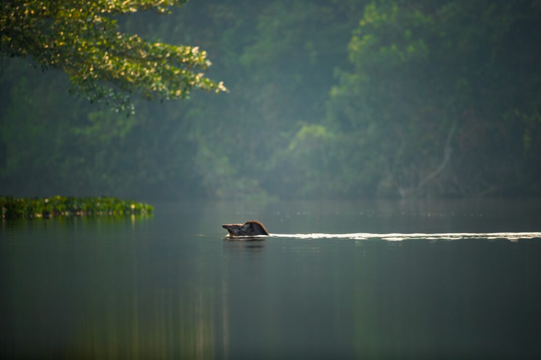 600 espécies de aves e até onças: conheça área de 11 mil hectares protegida por hotel na Amazônia