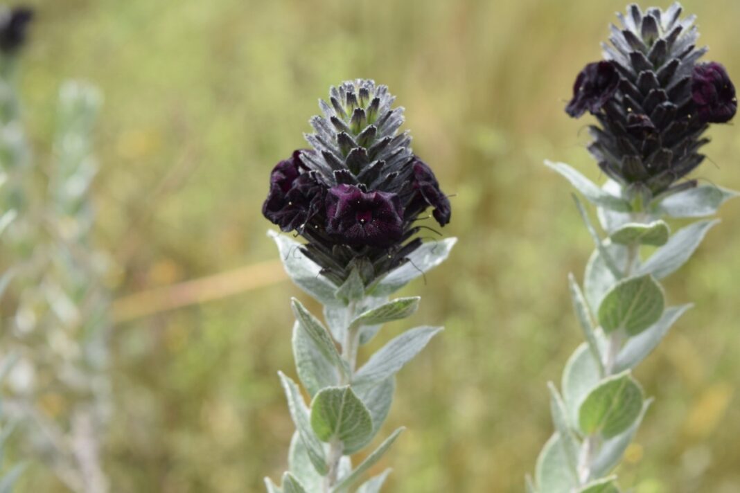 Beleza ameaçada: conheça as flores pretas do Cerrado que podem desaparecer; veja fotos
