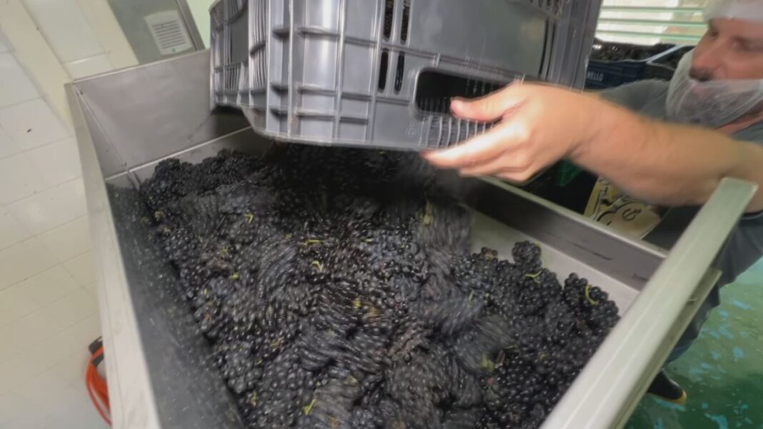 Colaboração com Vinícola Italiana Busca Elevar Padrão de Vinhos de Jundiaí