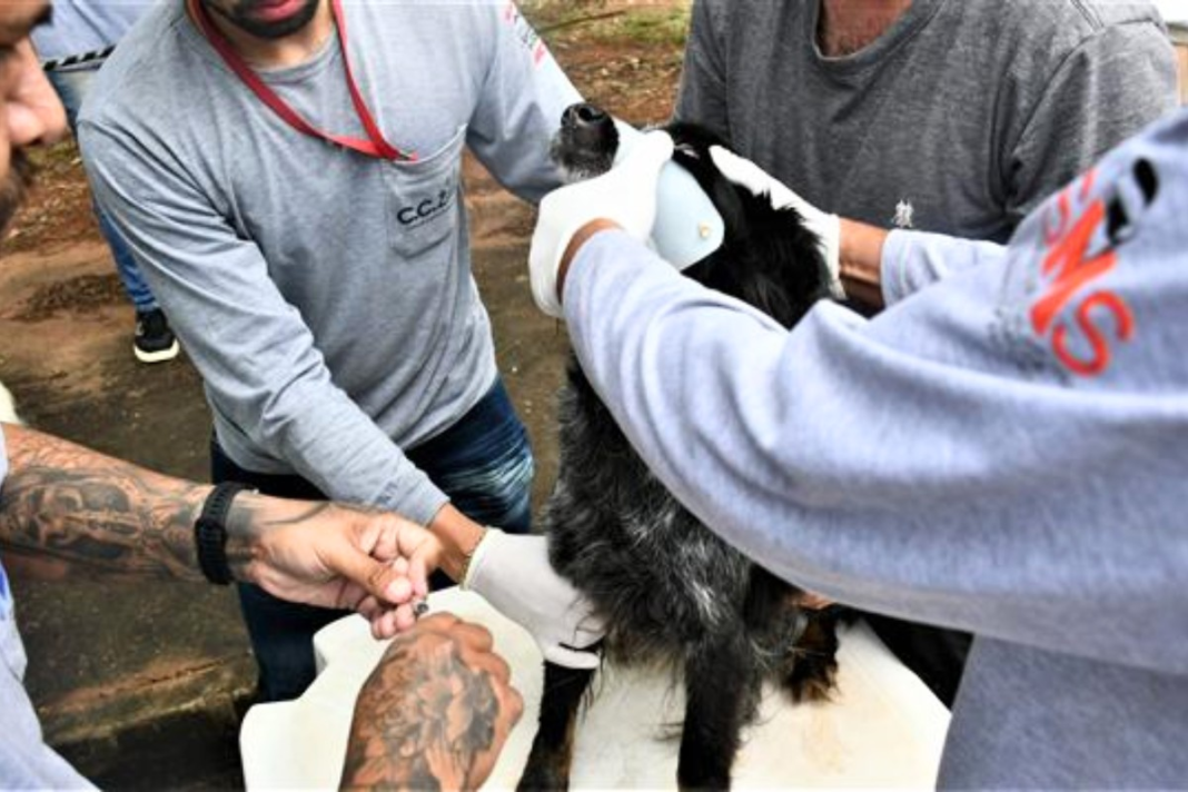 Distritos de Presidente Prudente recebem serviços gratuitos para cães e gatos a partir de setembro; veja cronograma