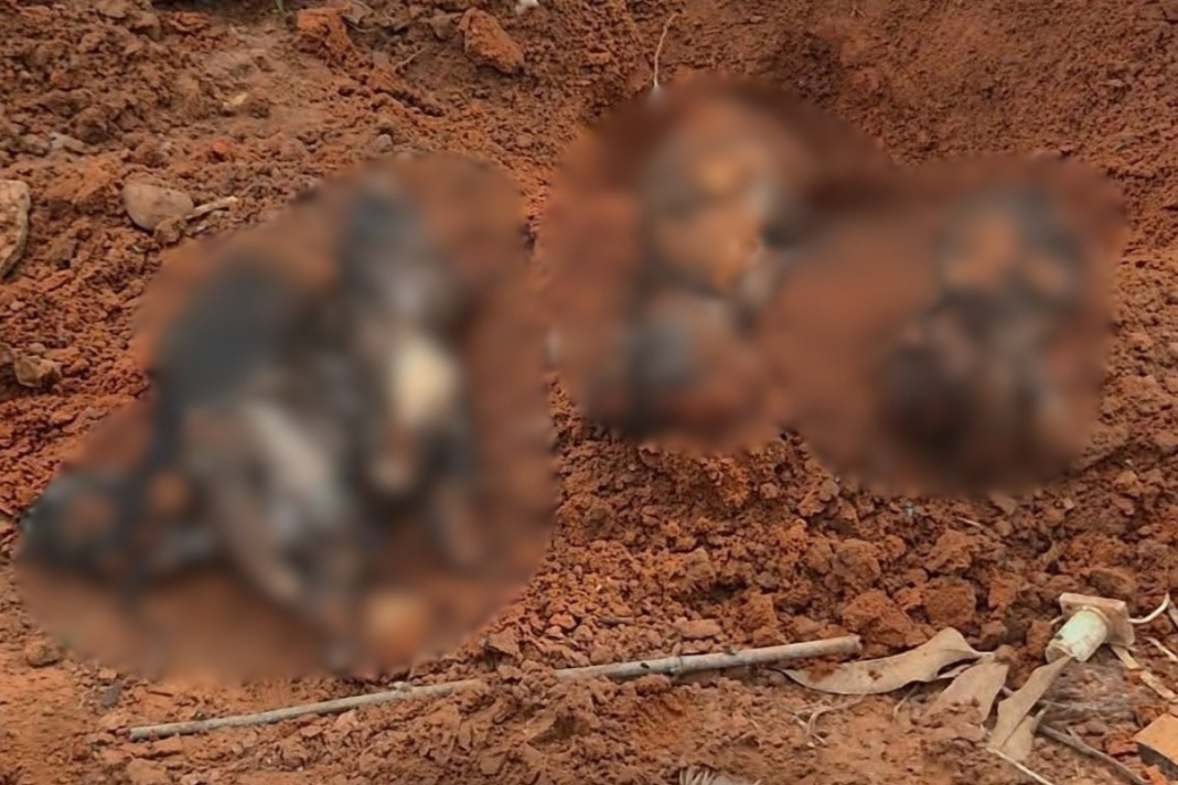 Corpos de animais desenterrados em terreno levam polícia a investigar maus-tratos em Adamantina