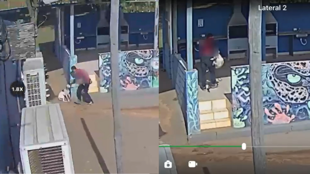 Homem é denunciado por maus-tratos após ser flagrado arremessando cão no chão em Boituva