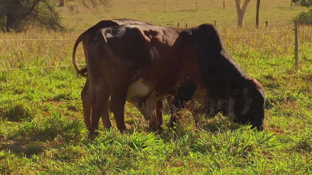 Infestação de mosca-do-estábulo causa mortes e prejuízos a pecuaristas no noroeste de São Paulo