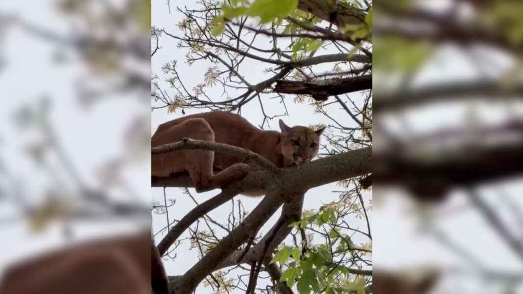 Onça-parda é flagrada em árvore e mobiliza Guarda Civil em bairro de Itararé