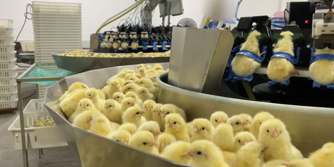 Investigação flagra trituração de pintinhos recém-nascidos em indústria de ovos no Sul