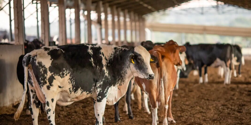 União Europeia Suspende Importação de Carnes e Outros Produtos de Origem Animal do Brasil