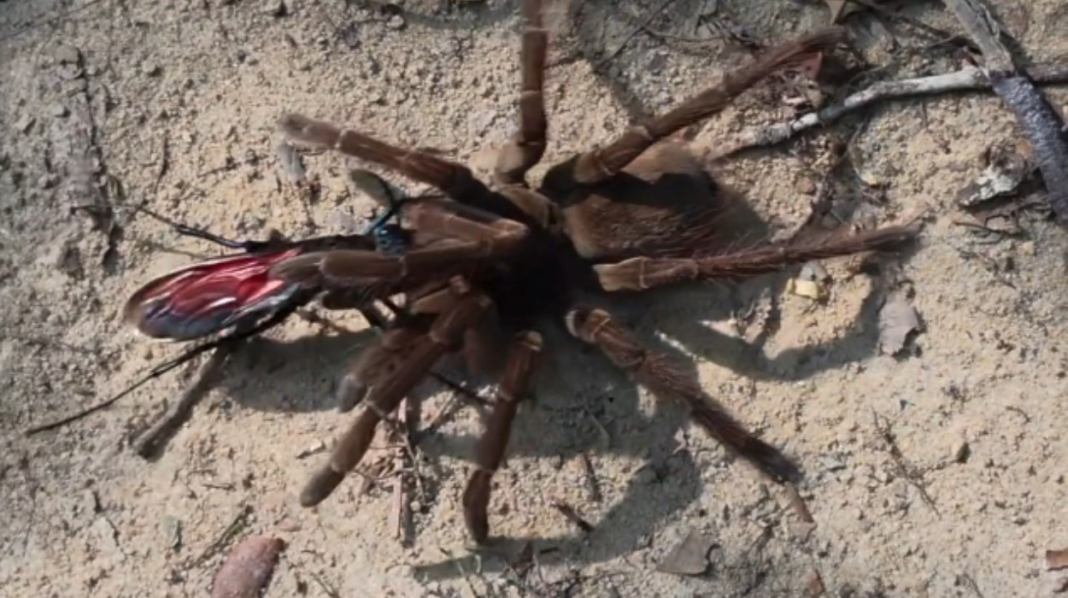 Vespa caçadora flagrada predando aranha-golias, a maior do mundo, em rara cena na Amazônia