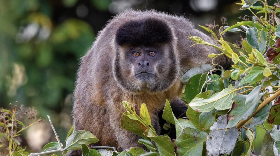Macacos-prego intensificam caça de vertebrados em épocas de escassez de frutas, revela estudo