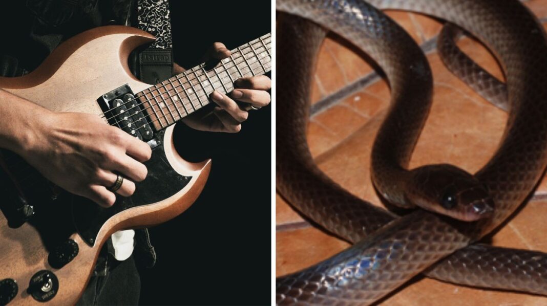 Nova espécie de serpente descoberta em Papua-Nova Guiné é batizada em homenagem ao guitarrista Slash