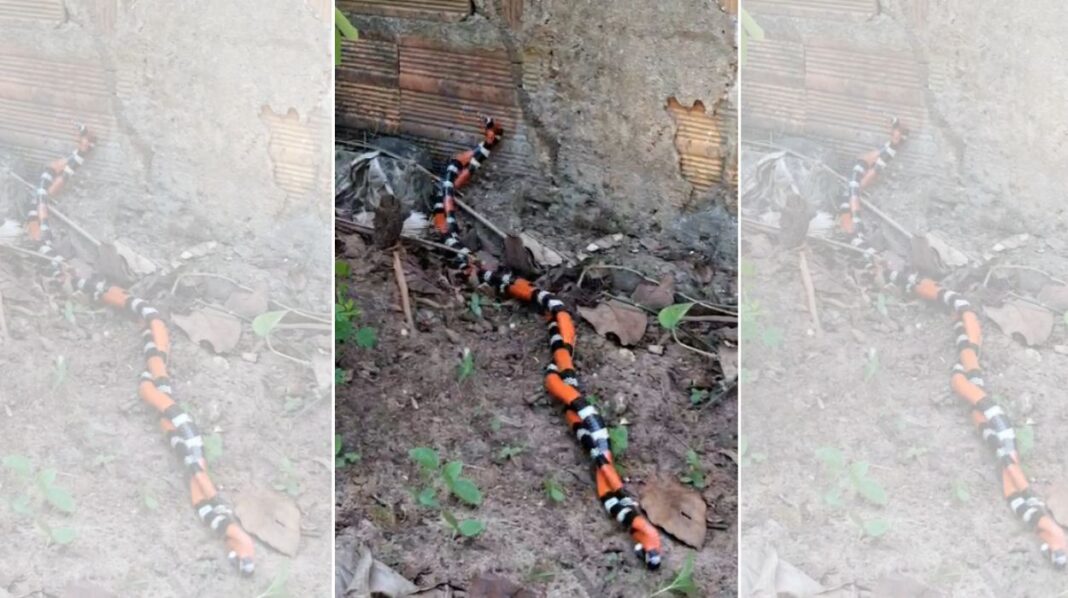 Cobras corais verdadeiras são flagradas em ‘dança de combate’ na Bahia