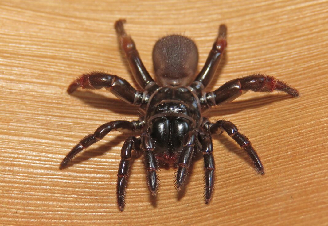Aranha-de-alçapão usa toca camuflada e veneno paralisante para caçar suas presas