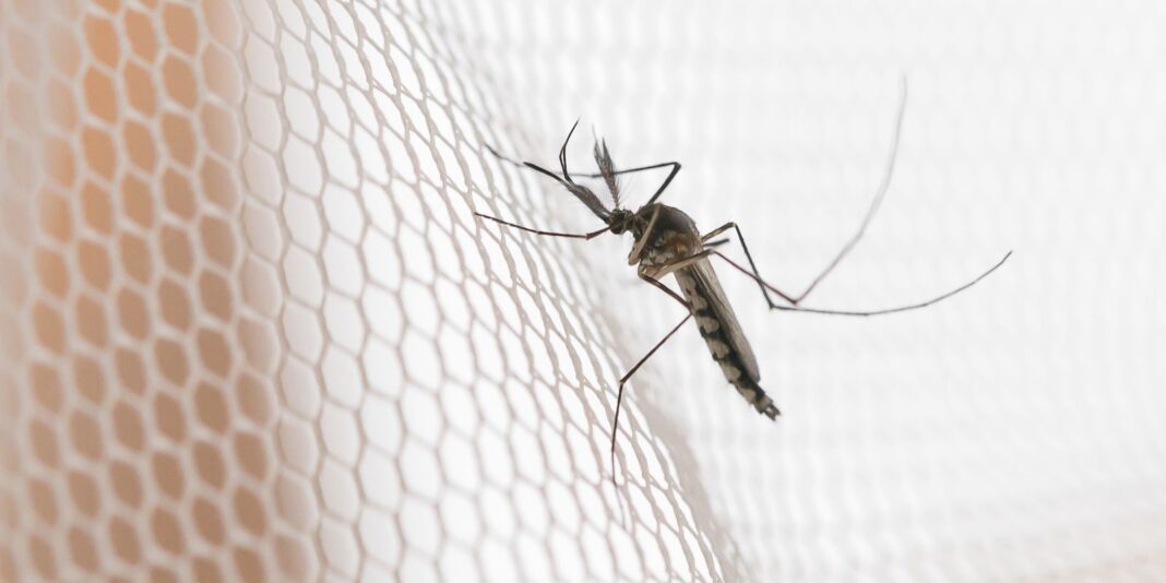 Região Noroeste de SP lidera incidência de dengue com mais de 58 mil casos confirmados no estado