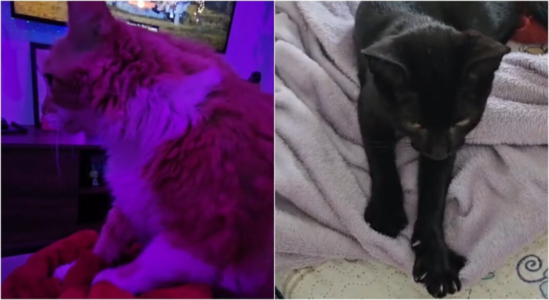 Entenda por que gatos “amassam pãozinho”: Hábito remonta à infância e demonstra afeto