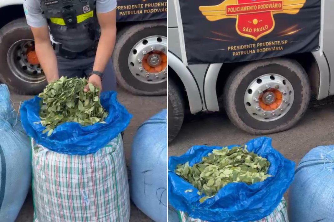 Polícia Rodoviária apreende 136 kg de folhas de coca em ônibus de viagem no interior de SP
