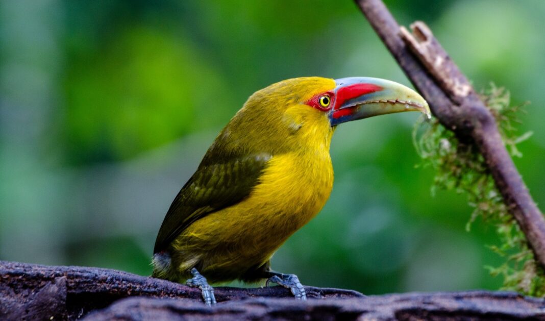 Parque Carlos Botelho protege mais de 400 espécies de aves, incluindo animais ameaçados na Mata Atlântica