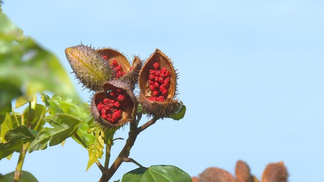 Safra de Urucum na Nova Alta Paulista Gera Preocupação com Baixa Lucratividade