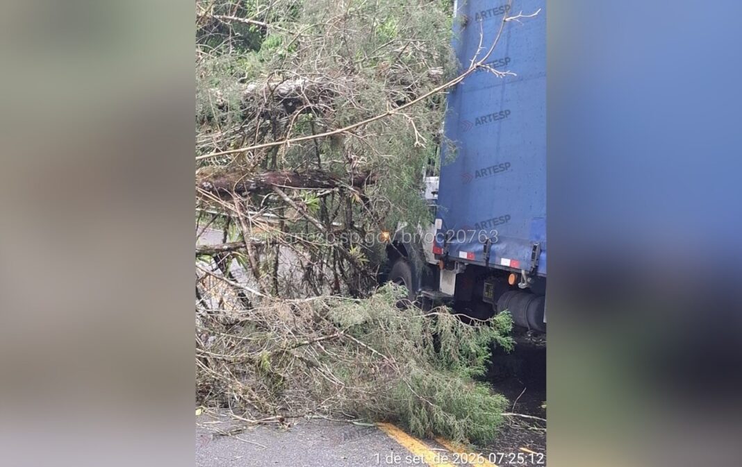 Árvore cai sobre caminhão e bloqueia rodovia SP-079 em Tapiraí durante chuva