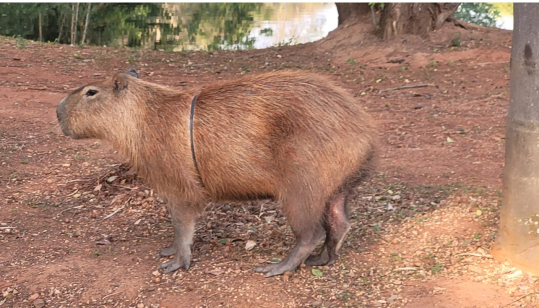 Capivara com objeto estranho preso ao corpo no Taquaral é resgatada e passa por avaliação veterinária em Campinas