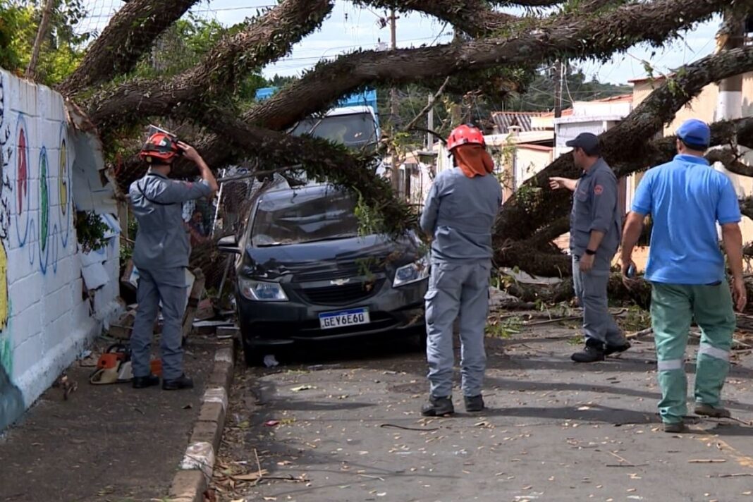 Campinas registra alta de 202% em quedas de árvores e atribui a eventos climáticos extremos