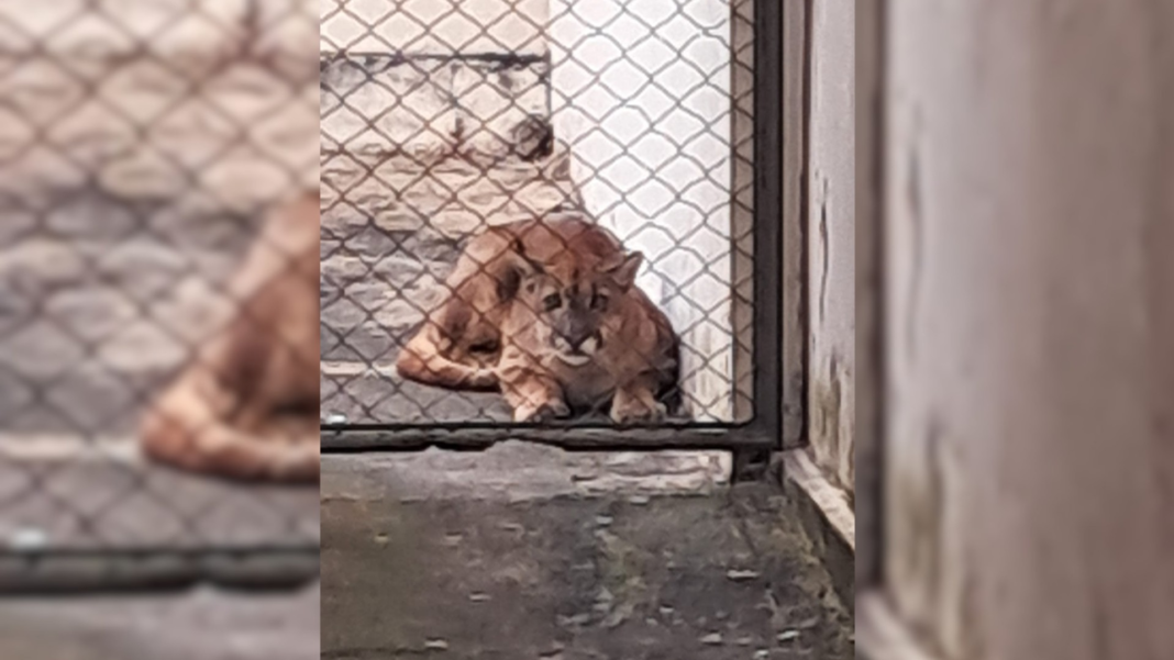 Onça-parda encontrada em quintal de cidade do interior paulista é solta de volta na natureza