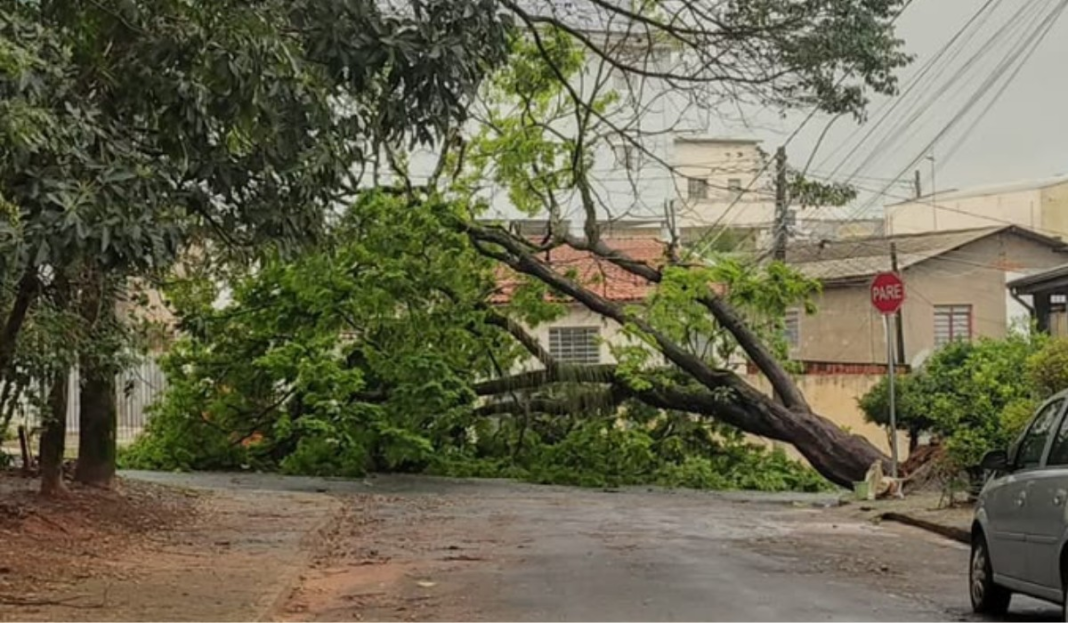 Árvore de grande porte cai e bloqueia rua na região do Parque São Quirino, em Campinas