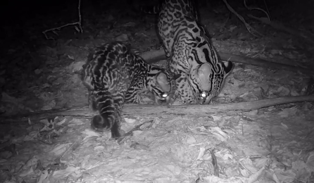 Câmera de Segurança Flagra Jaguatiricas em Bosque de Águas de São Pedro