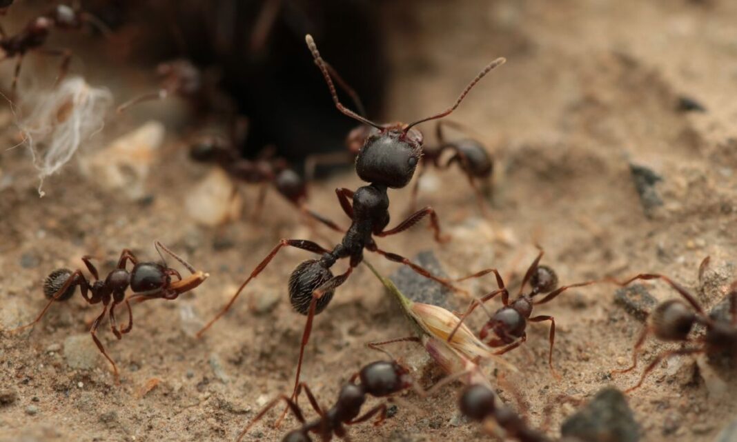 Formiga ‘clona’ machos de outra espécie para conseguir produzir suas próprias operárias