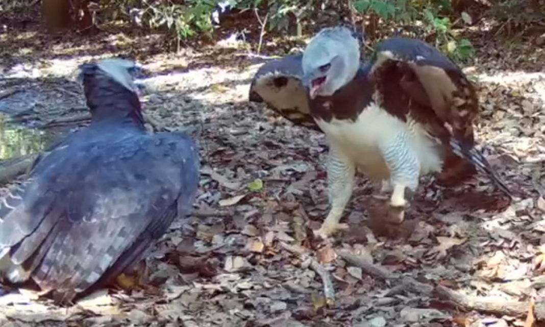 Observador filma casal de harpias, a maior águia das Américas, com câmera em mata de Sinop