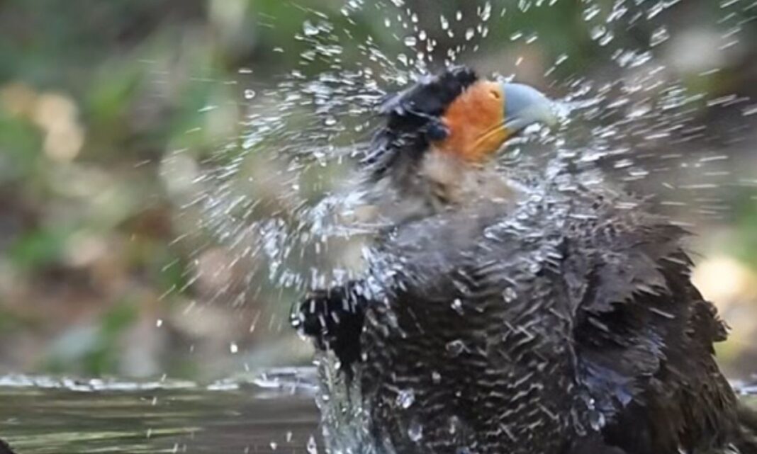 Câmera flagra carcará em banho refrescante no Pantanal com detalhes em câmera lenta