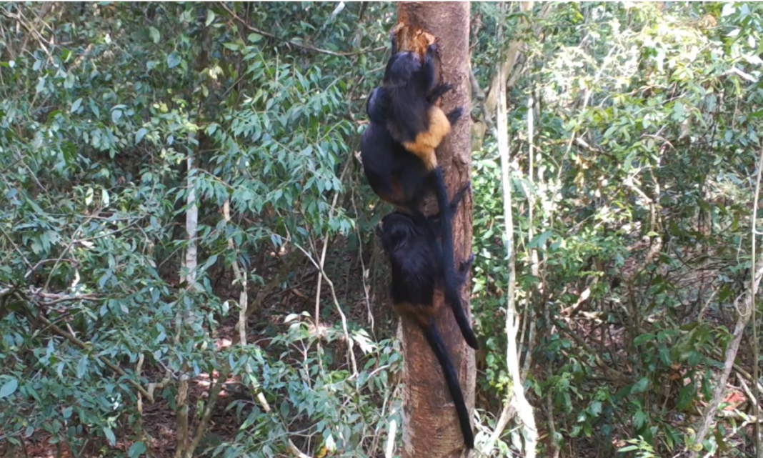 Câmeras registram ‘vida secreta’ de micos-leões-pretos no alto da Mata Atlântica