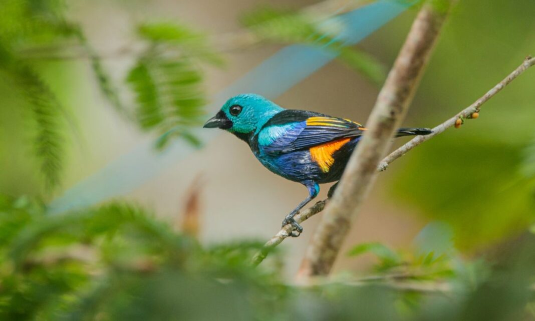 Estudo com 4,3 mil aves encontra relação entre plumagem colorida e ameaça de extinção