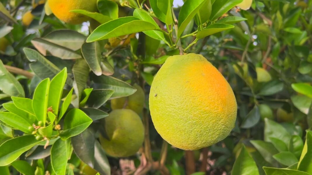 Safra de laranja aumenta no interior de SP, mas queda no consumo de suco pressiona preços para baixo