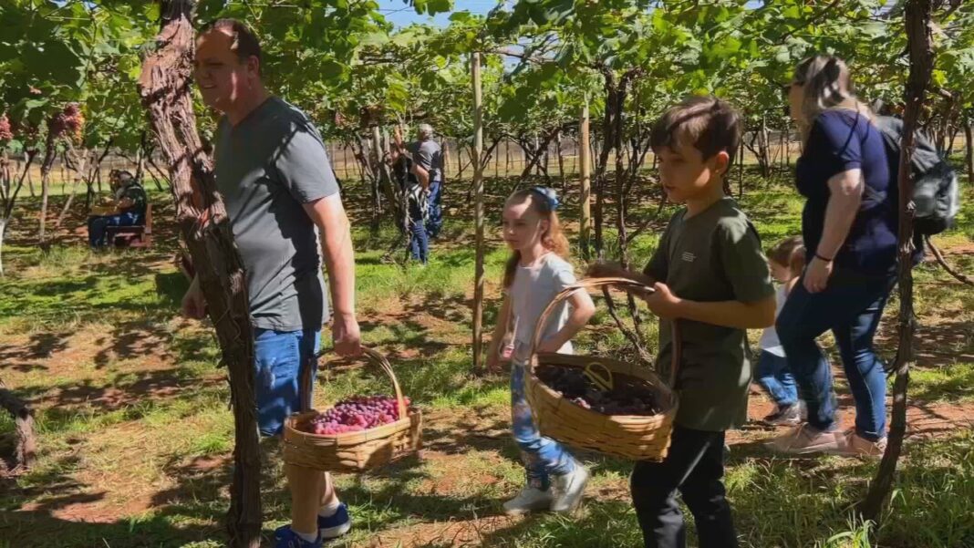 Noroeste Paulista Fomenta Turismo Rural com Experiências Agrícolas e Gastronomia Típica