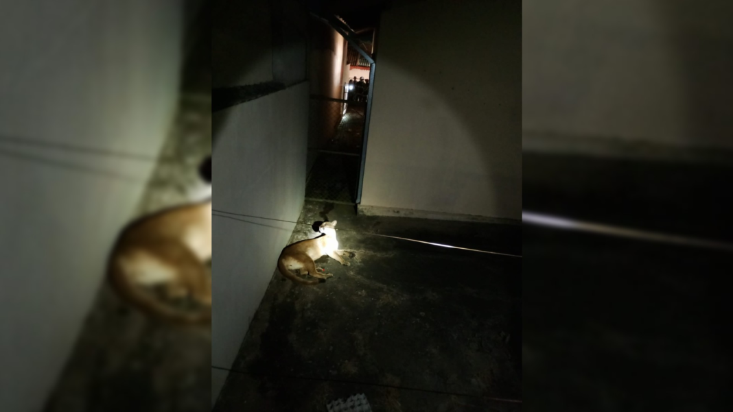 Onça-parda adulta é resgatada após invadir residência em Dois Córregos, SP