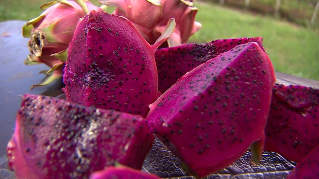 Guia Completo Ensina Como Cultivar Pitaia com Orientações da Emater-MG