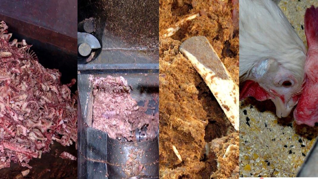 Restos de carne, gordura e ossos transformados em ração para animais no Espírito Santo