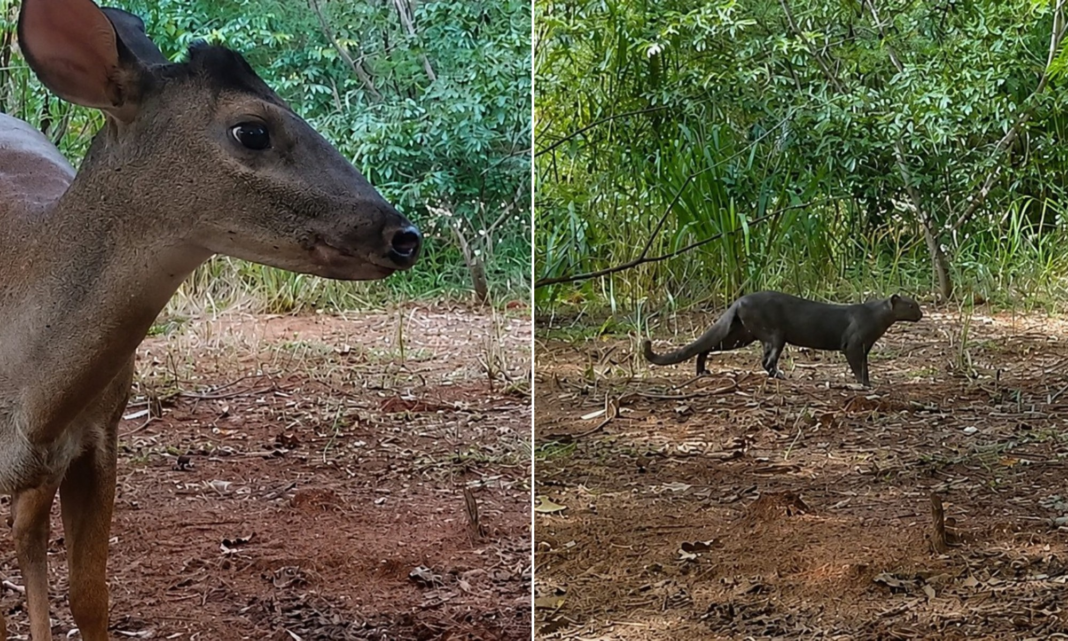 Recuperação de pasto em SP com 200 mil mudas já abriga onça-pintada, anta e gato-mourisco