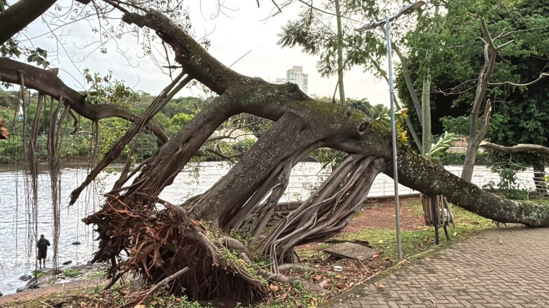 Galho de falsa seringueira cai perto da Casa do Povoador de Piracicaba e interdita trecho da Beira Rio