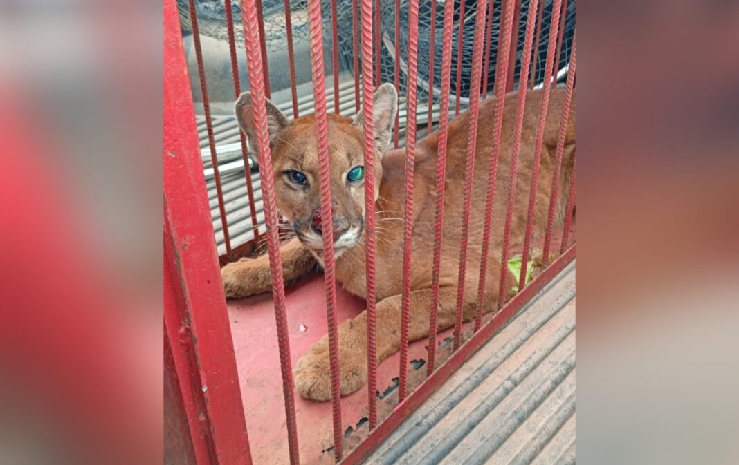 Onça-parda ferida é resgatada em propriedade rural de Ribeirão Branco e encaminhada para tratamento especializado