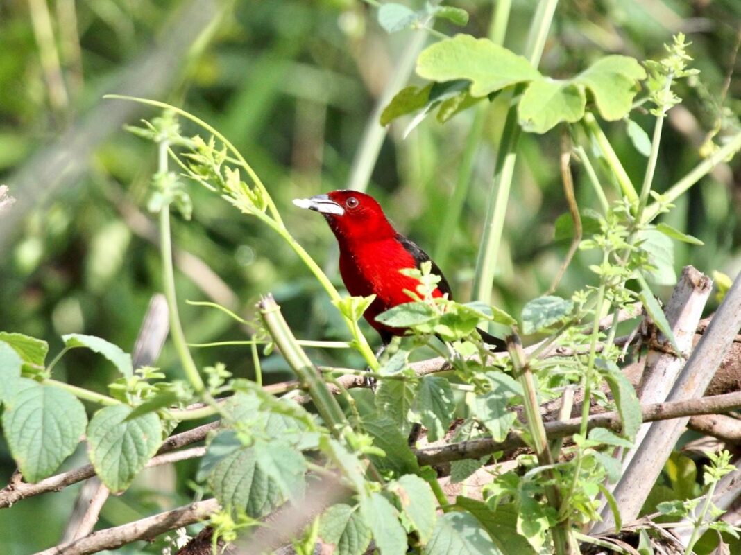 Médico registra mais de 210 espécies de fauna em bairro de Campinas e promove conservação com vizinhos