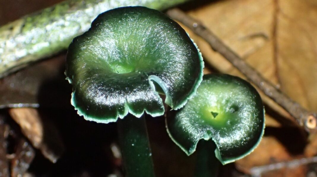 Descobertos cogumelos verdes raros na Amazônia, revelando novos mistérios